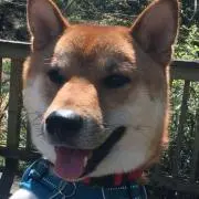 トトパパ