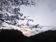 ヴァーさま