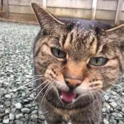 しまねこの画像