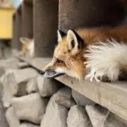 きききの画像