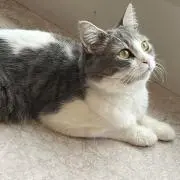 けんの画像