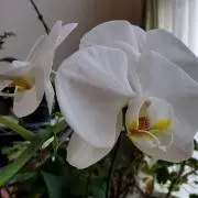 ミエ