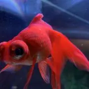 ともも☆。.:＊・゜の画像