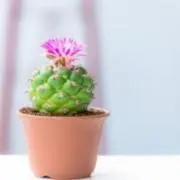 さぼてんてんんんんんんの画像