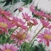 粗茶☆処分したくて初めました〜の画像