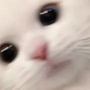 だいふくまるの画像
