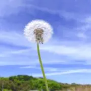くまみんの画像