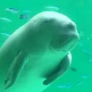 あひるんの画像