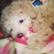 nao