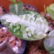inaの画像