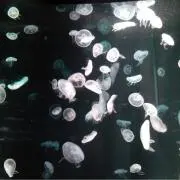 kobuの画像