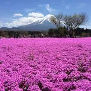 Syukihの画像