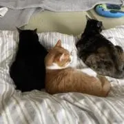 そた