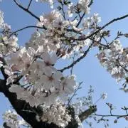 yの画像
