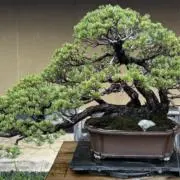 kingの画像