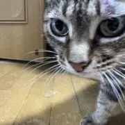 りら