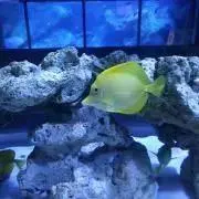 るる