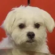 梁禎元の画像