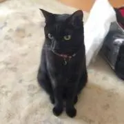 サツキの画像