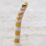 チンアナゴの画像