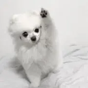 ちい