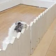 310の画像