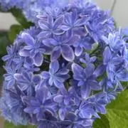 しろ