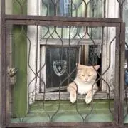 Kiitos,moi moiの画像