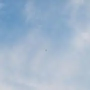 フクの画像