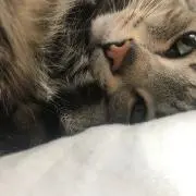 ハヤシ