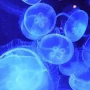 一部SALE中⭐️海月