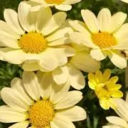 マーガレットの画像