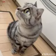 Soriの画像