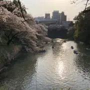 さくら