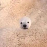 Suzuの画像