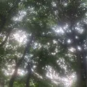 まっちゃの画像