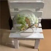 cocoの画像