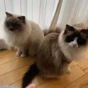 そるてぃーや