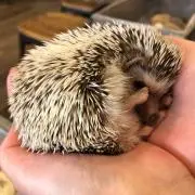 Ayaの画像