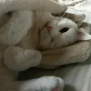 ヨッシー