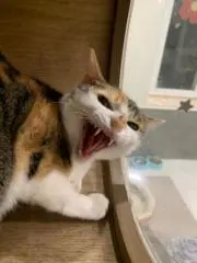 Na