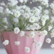 かすみ草の画像