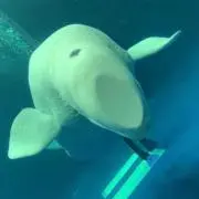 たかの画像