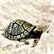 ちゃぼの画像
