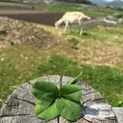 ロディ♡の画像
