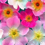 まきまきの画像