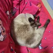 ネコちゃんの画像
