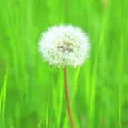 ponponの画像
