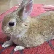 usaの画像