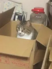 ZIの画像